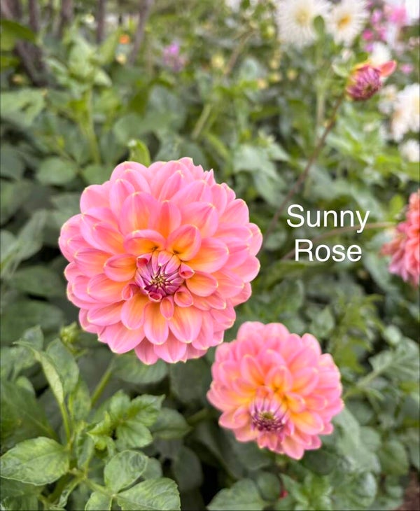 Sunny Rose