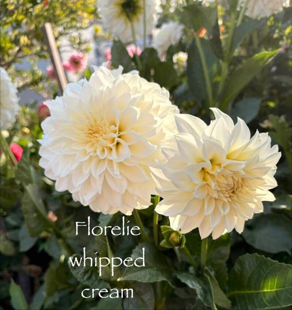 Florelie whipped cream