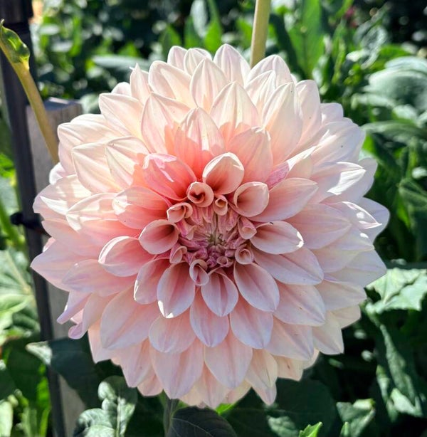 Florelie Antique