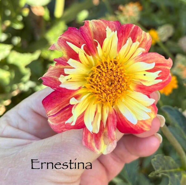 Ernestina