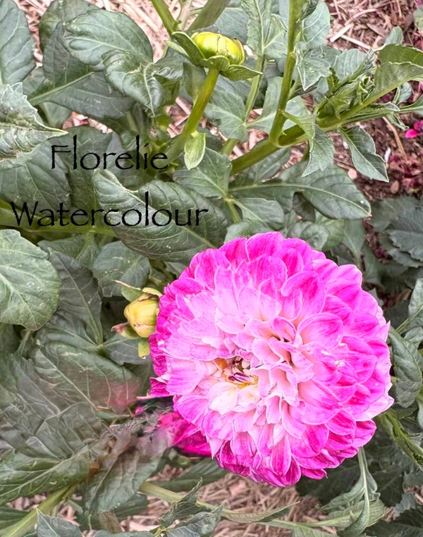 Florelie Watercolour