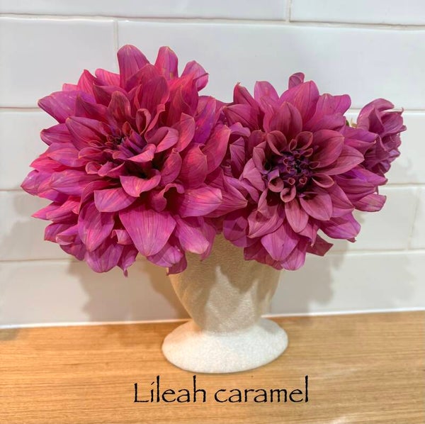 Lileah Caramel Rose