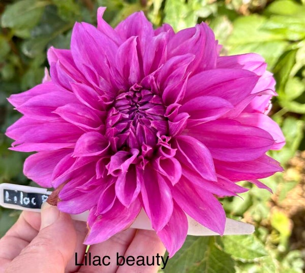 Lilac beauty
