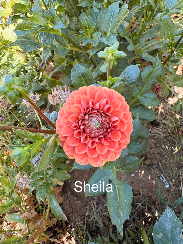 Sheila