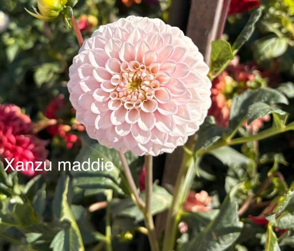 XanZu Maddie