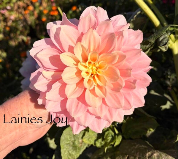 Lainies Joy
