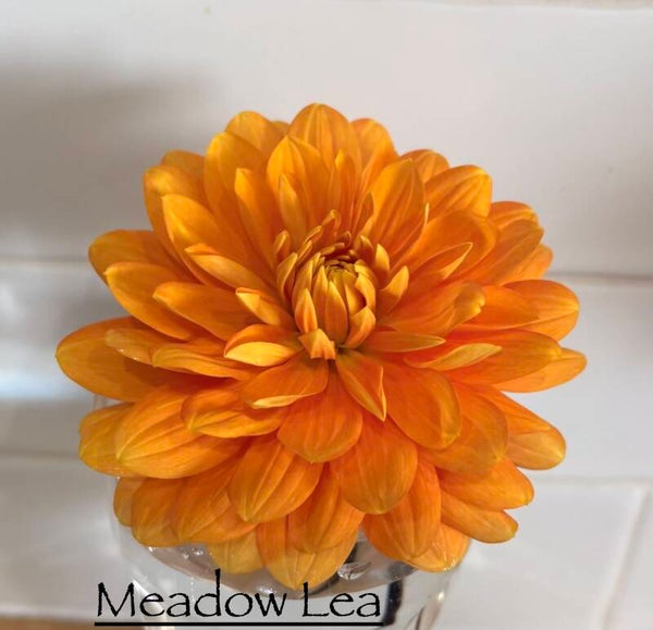 Meadow Lea