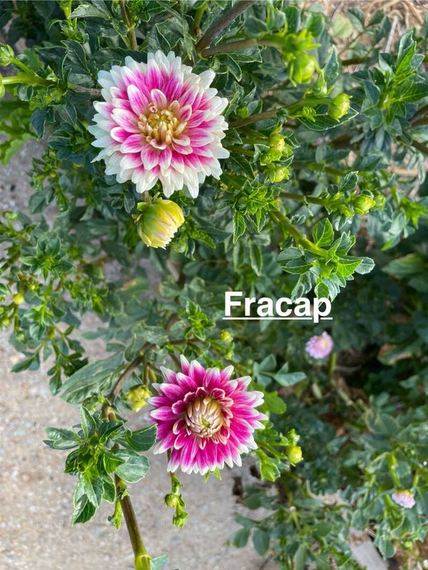 Fracap