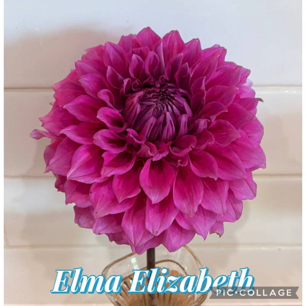 Elma Elizabeth