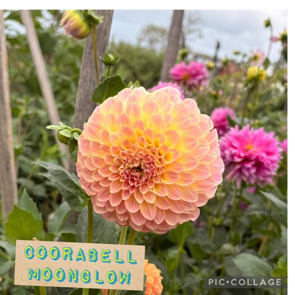 Coorabell  Moonglow