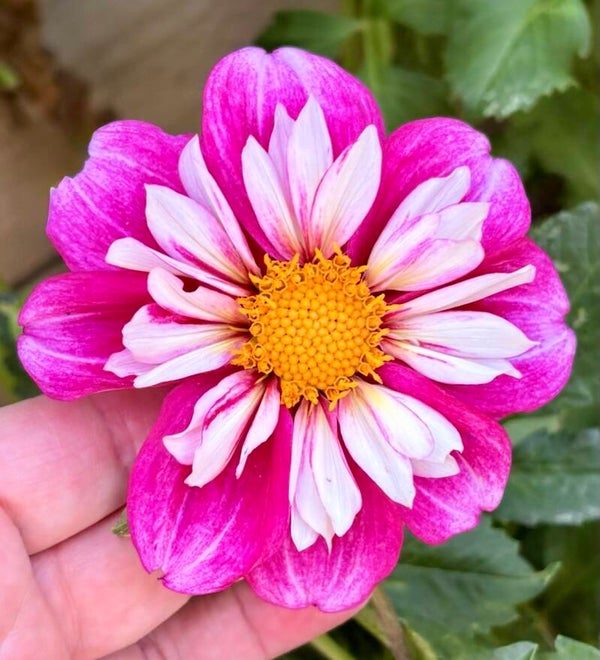 Dahlia Beauty