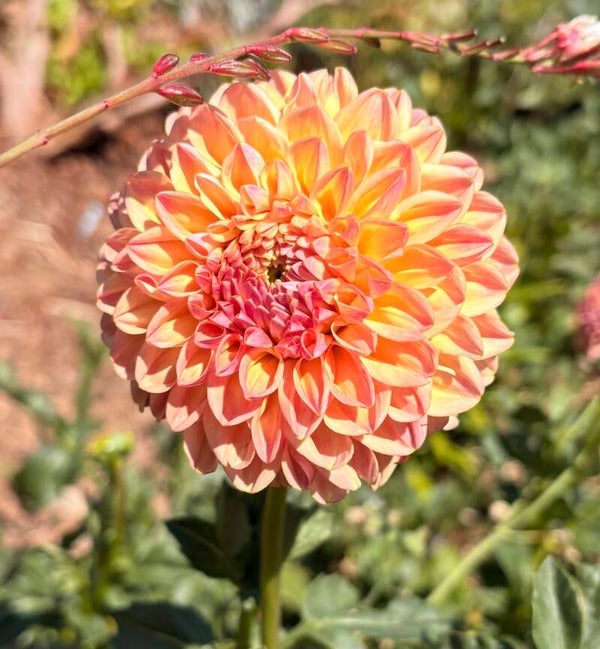 Florelie Harmony