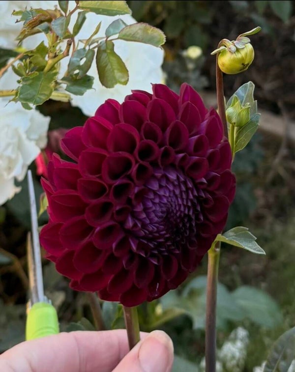 Florelie midnight