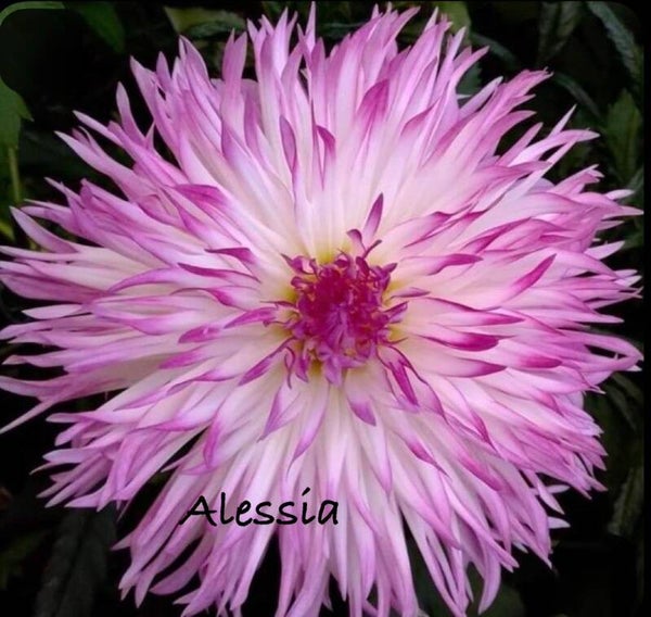 Alessia