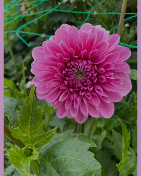 Pink show