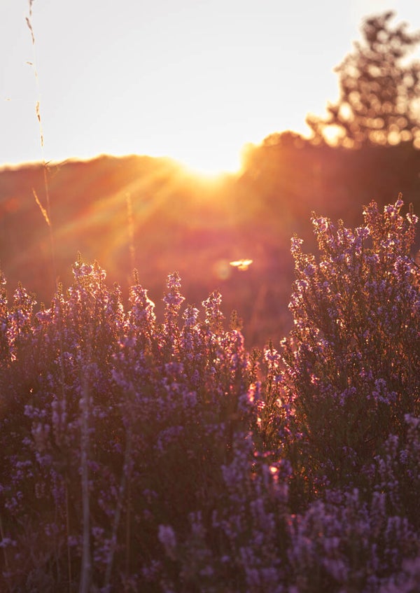 Heide bij zonsondergang