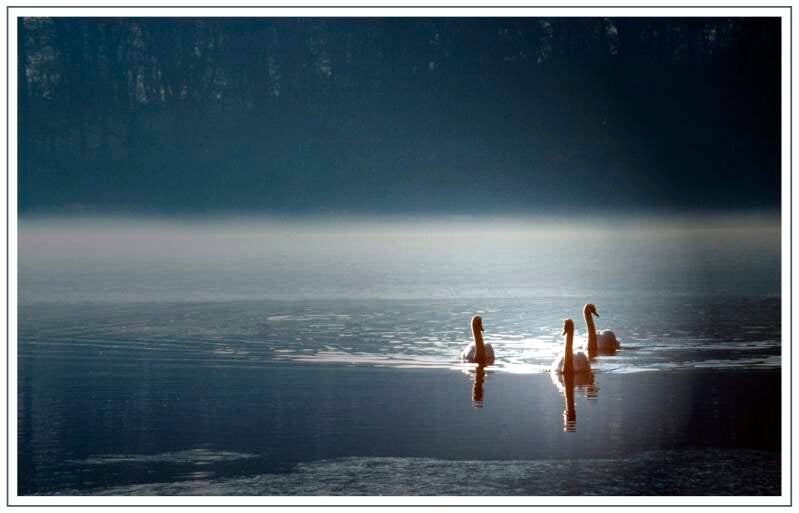 cygnets in sunshine on mist covered lake Wollaton Park, Nottingham