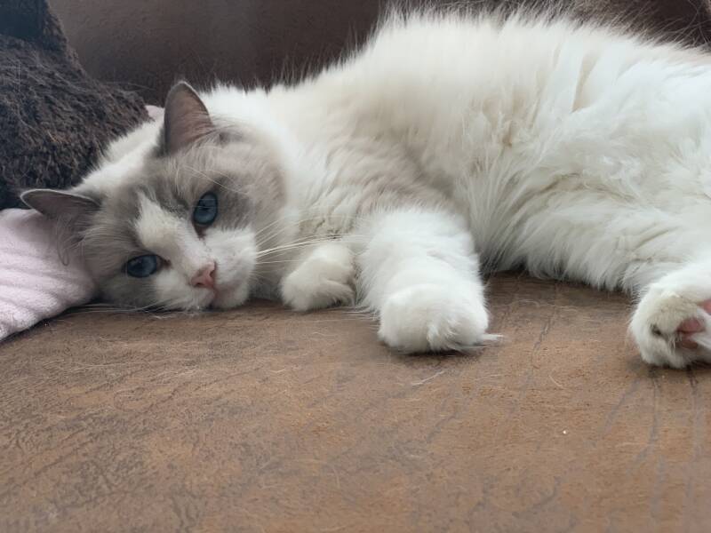 Amoralyn Ragdolls