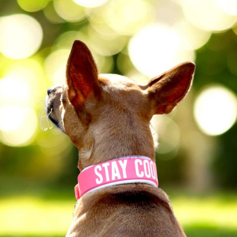 2er Set Biothane Halsbänder