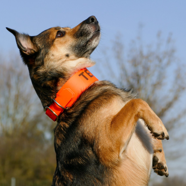 Biothane Halsband mit Verjüngung