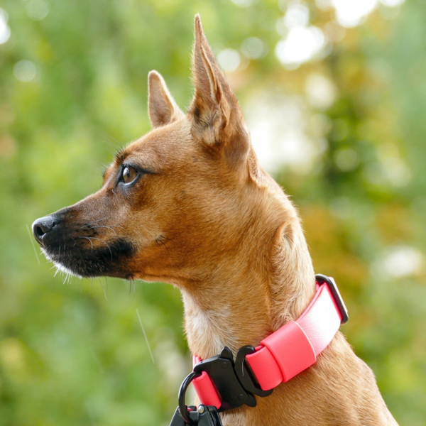 Biothane Halsband Basic/ Cobraschnalle