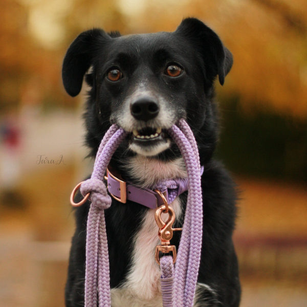 PPM Halsband & Leinen Set