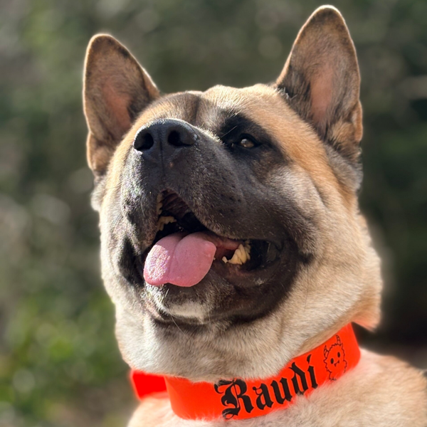 Biothane Halsband Basic