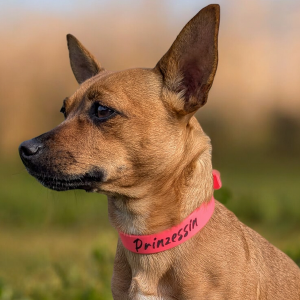 Biothane Halsband Basic