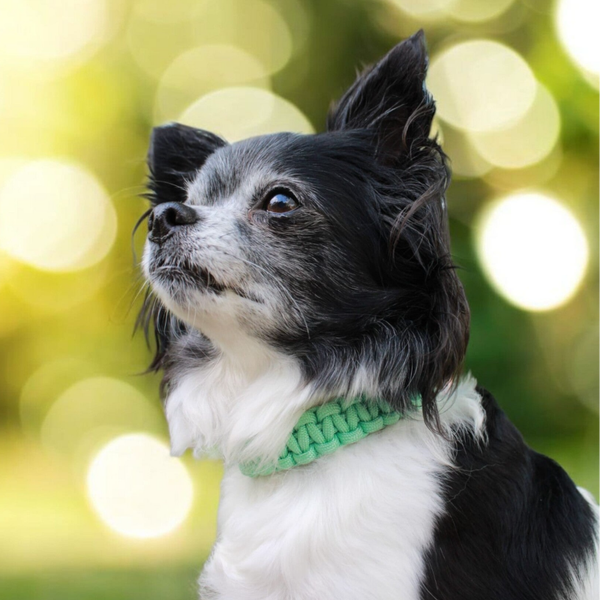 Halsband Lu  (bis 30 cm)