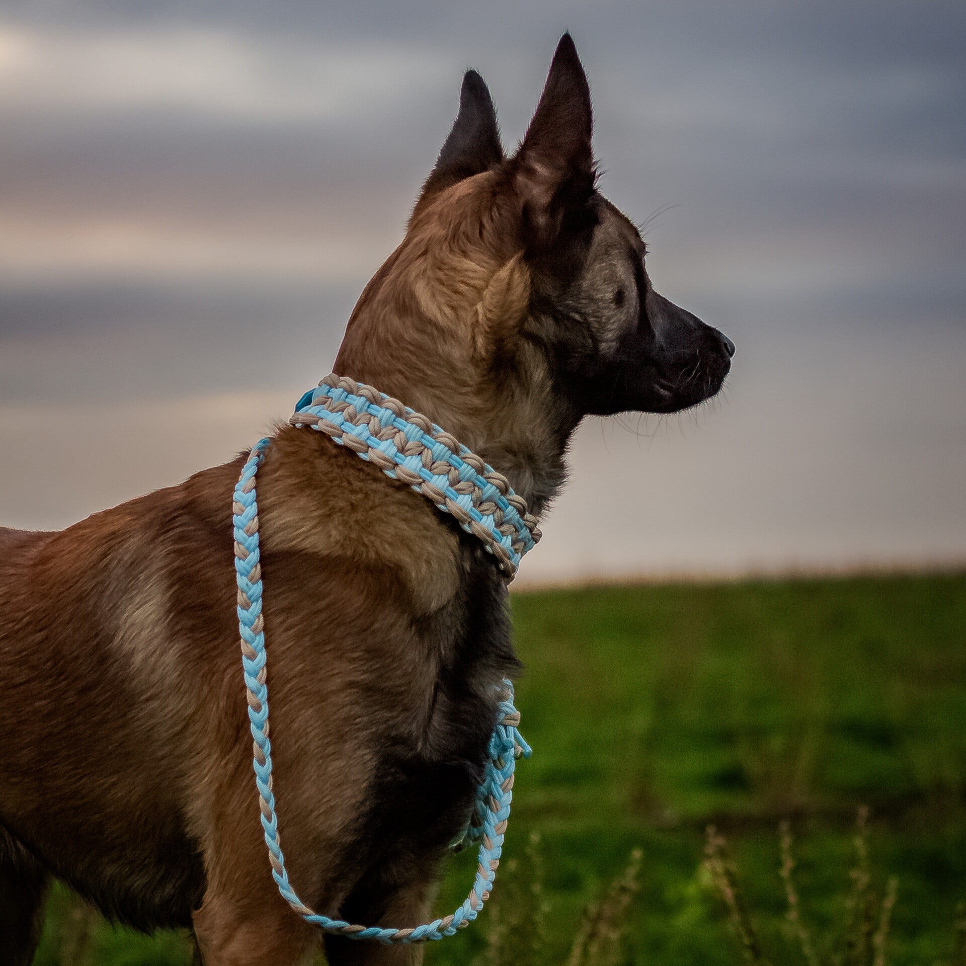 Leine Kaia & Halsband Nayuma