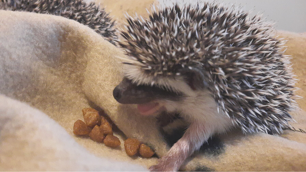 Can hedgehogs eat dry cat food hot sale