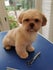 Schepers Hond en Zorg