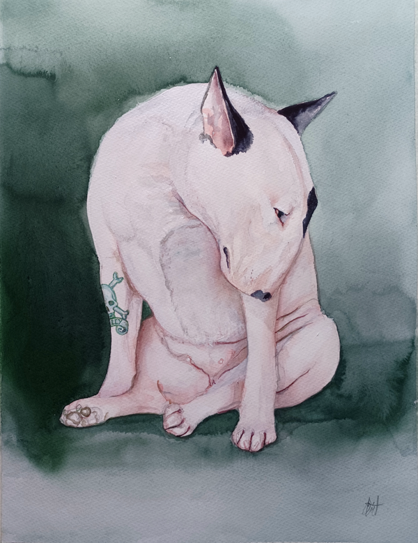 The Duchess an English Bull Terrier Original Watercolour by Dominic Murphy