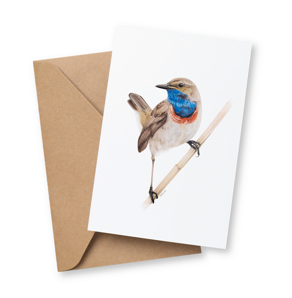 Blauwborst