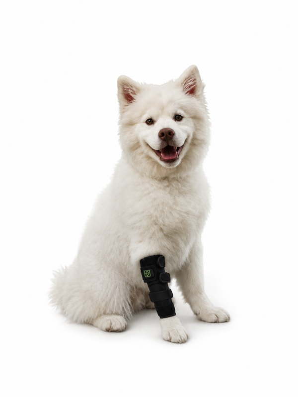 Bandage infrarouge pour  chiens et chats
