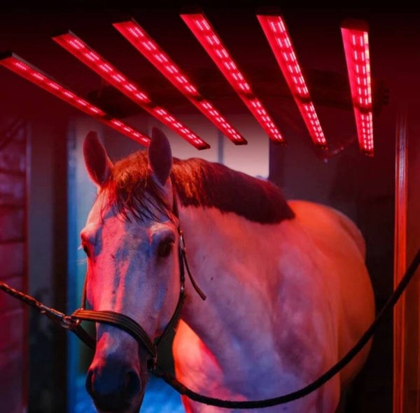 Lampe de Thérapie Infrarouge pour les chevaux