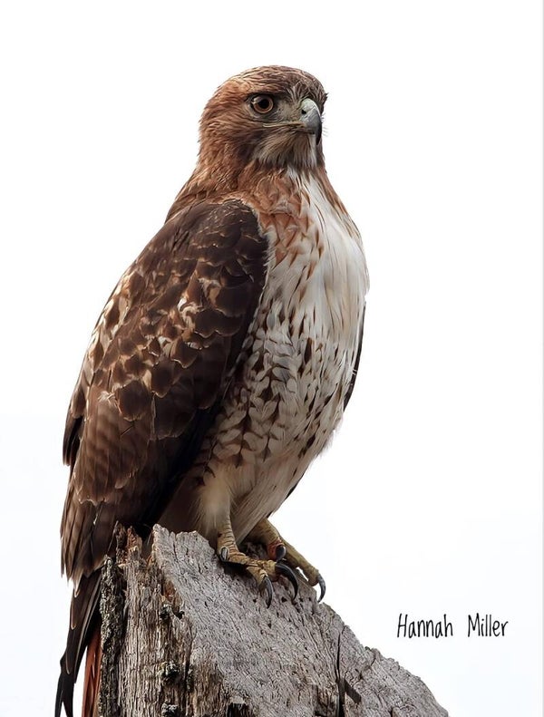 Beautiful Red Tail Hawk