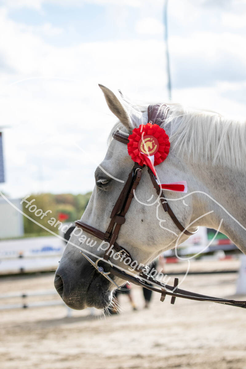 bouferterhaff-jumping-103-standard-13l4ev.jpg