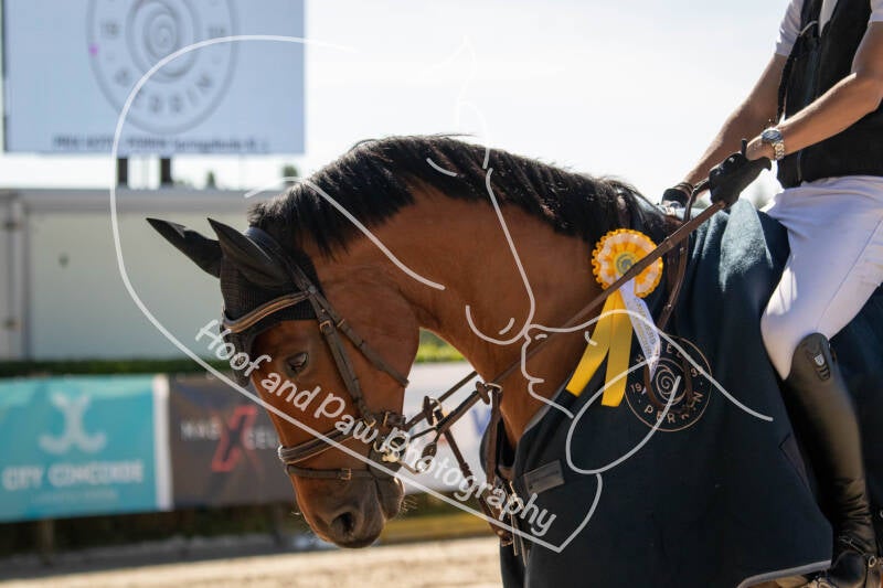 bouferterhaff-jumping-108-standard-jj4l7r.jpg