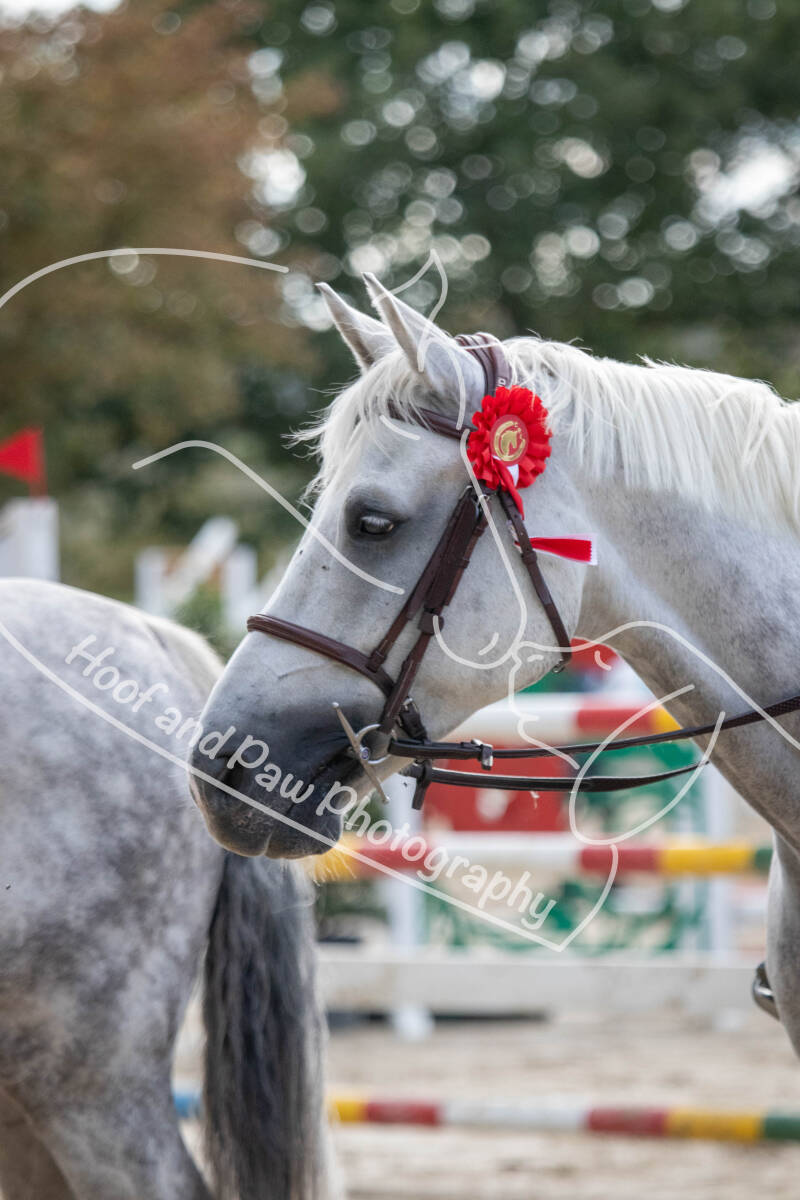bouferterhaff-jumping-112-standard-iyp7gk.jpg
