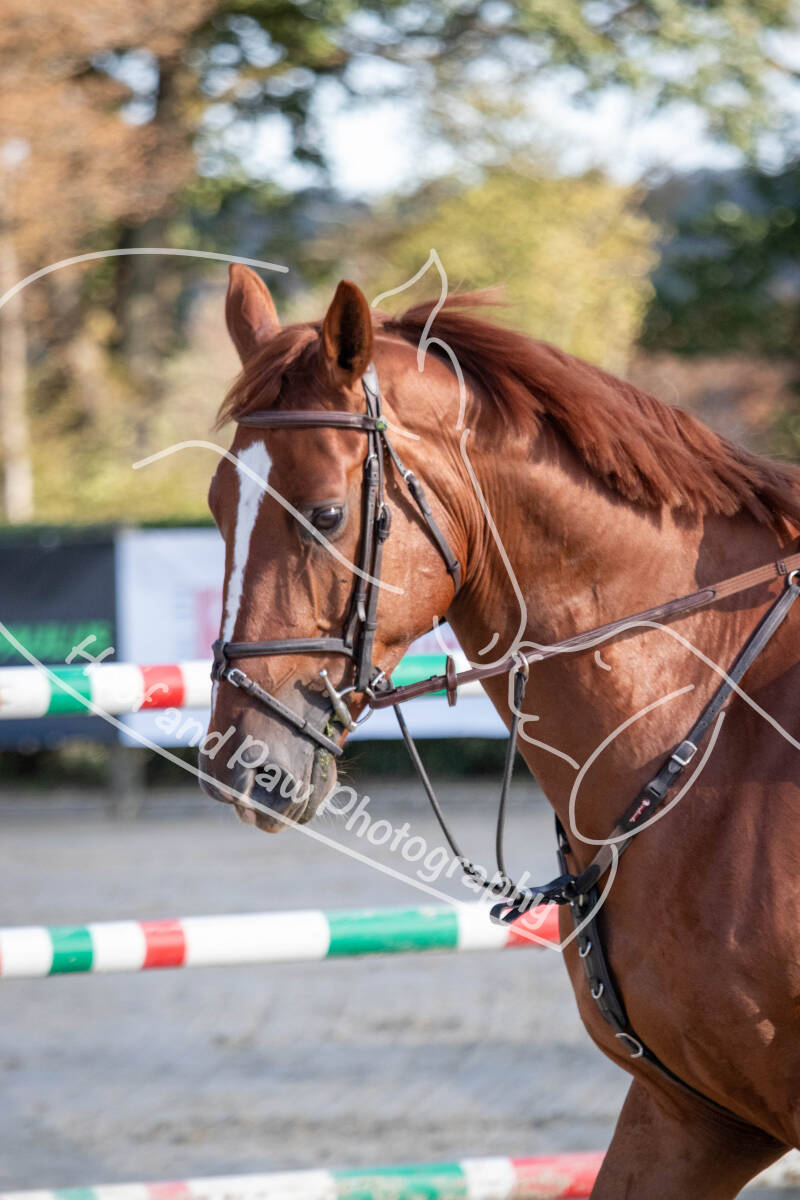 bouferterhaff-jumping-12-standard-ozshav.jpg
