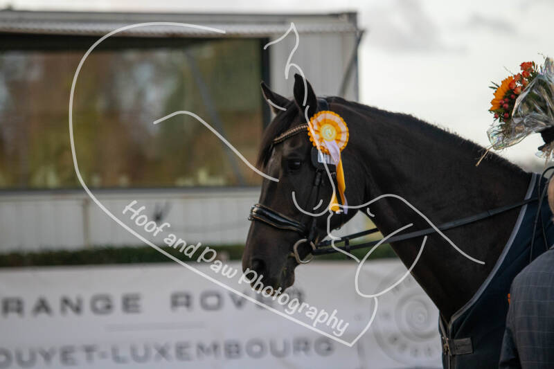bouferterhaff-jumping-121-standard-0eiie4.jpg
