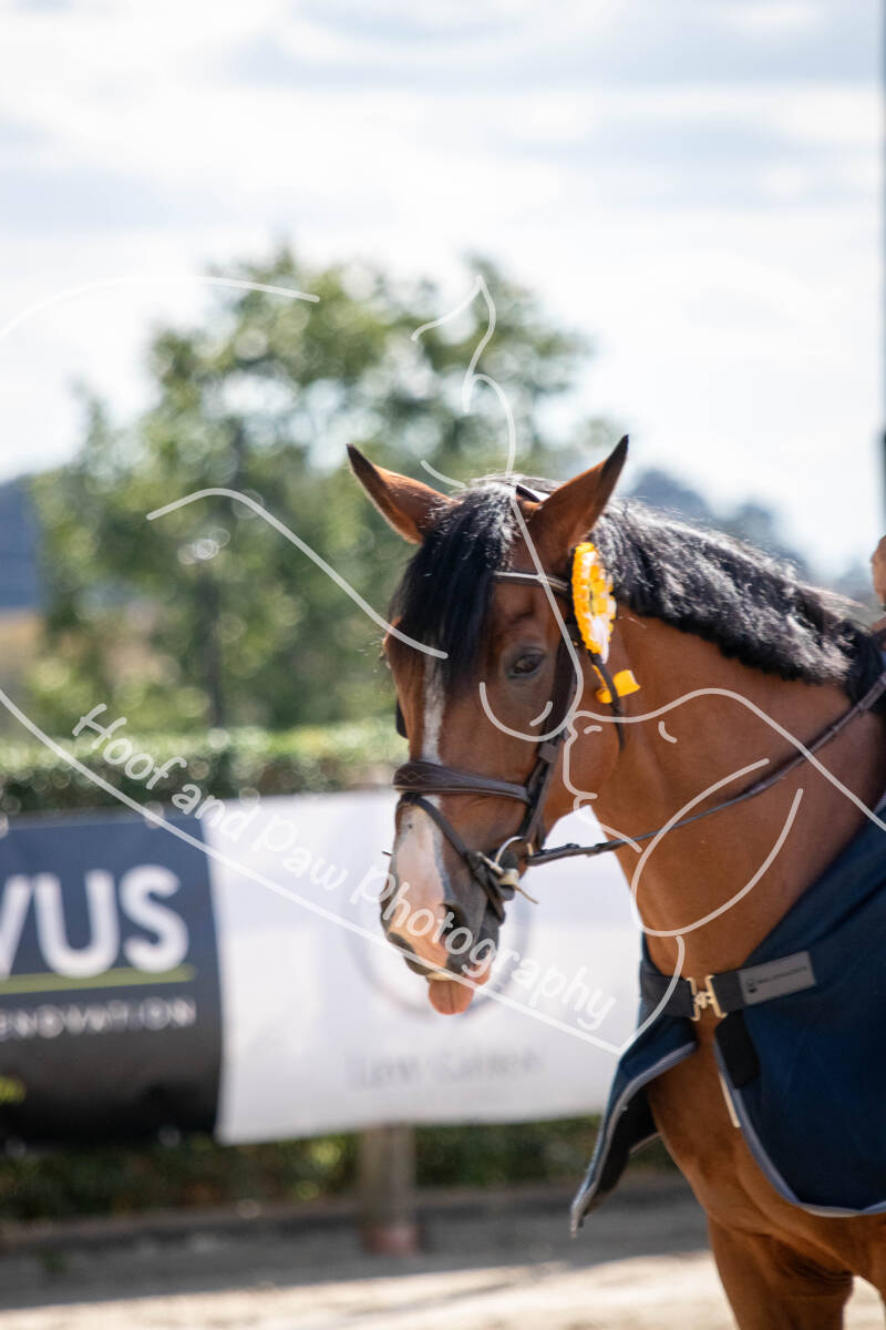 bouferterhaff-jumping-164-standard.jpg