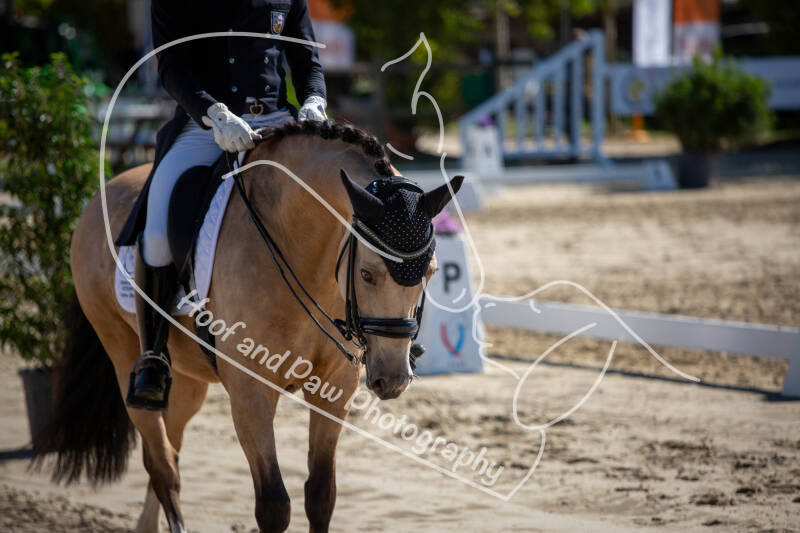 bouferterhaff-jumping-22-standard-4muvbf.jpg