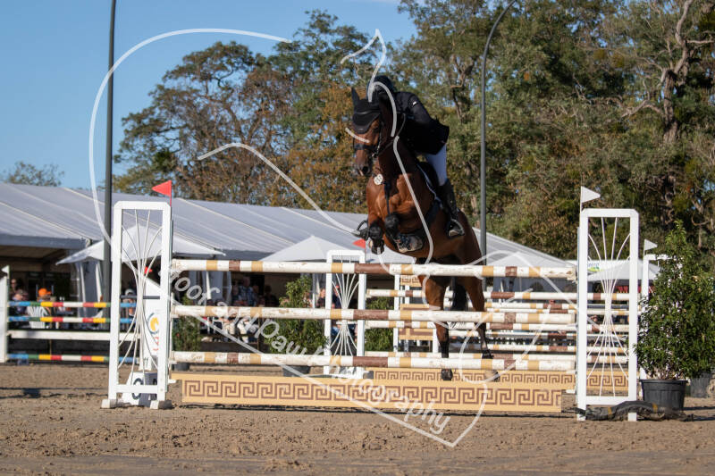 bouferterhaff-jumping-32-standard-1d2d23.jpg