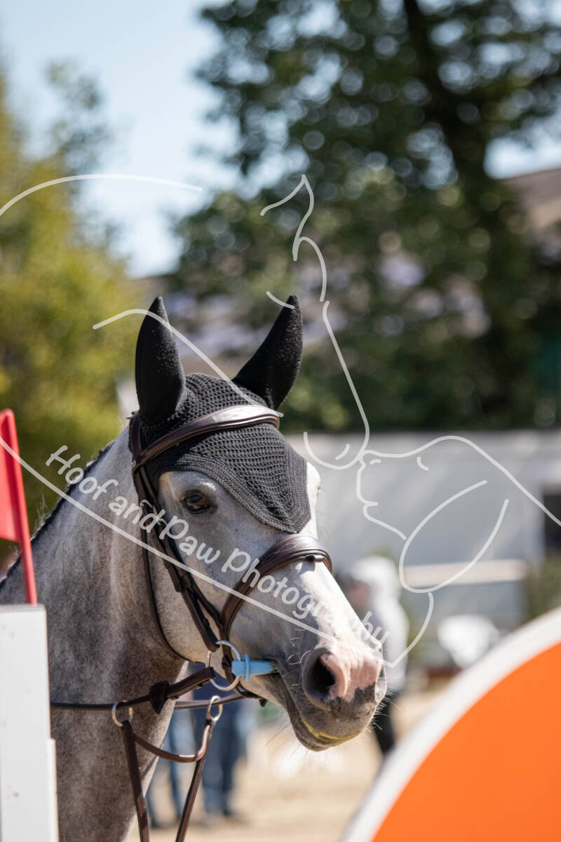bouferterhaff-jumping-47-standard-65sdng.jpg