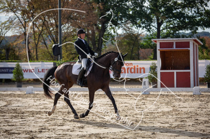 bouferterhaff-jumping-50-standard-d98s1y.jpg