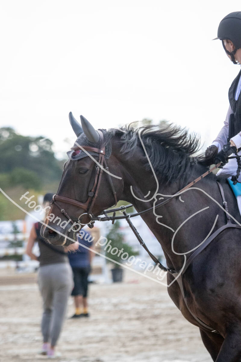 bouferterhaff-jumping-62-standard-a74cbb.jpg