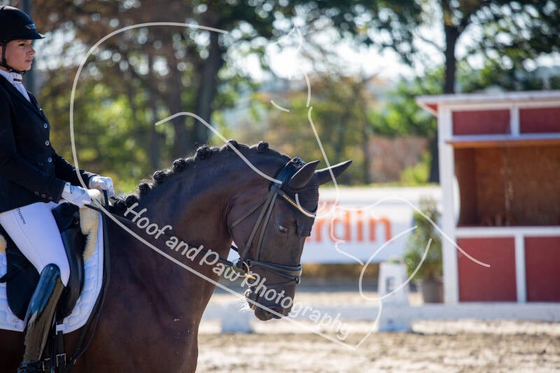 bouferterhaff-jumping-7-standard-u342pr.jpg