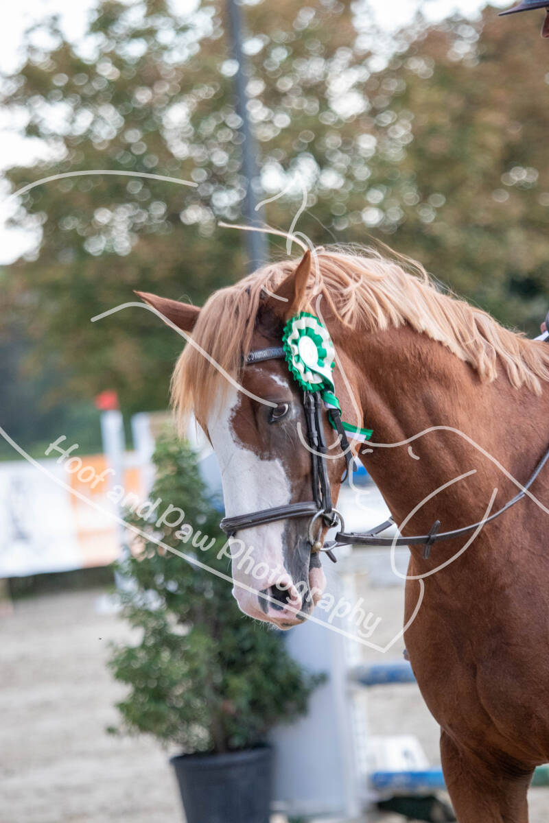bouferterhaff-jumping-80-standard-csb7ne.jpg